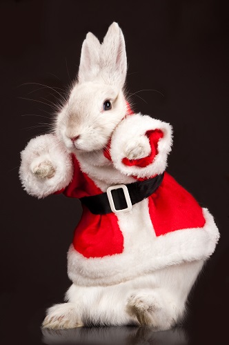 Santa Bunny-Charles Marshall comedian